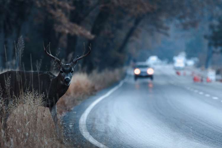 Deer crossing road in front of approaching vehicle 